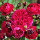 Trandafir  floribund Red Leonardo C4